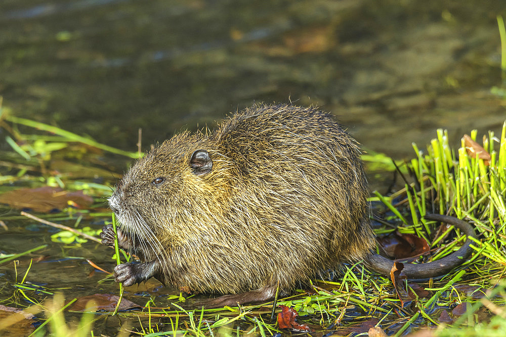 Coypu (Myocastor coypus), young individual near the Rhone, Haute Savoie, France