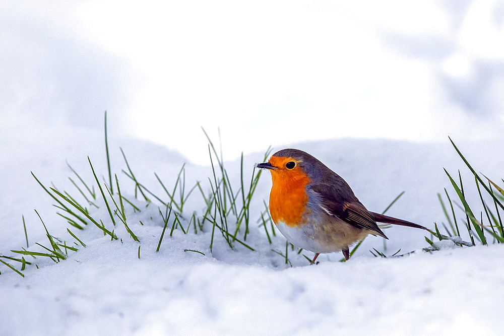 European robin (Erithacus rubecula) on snow in winter, Country garden, Lorraine, France