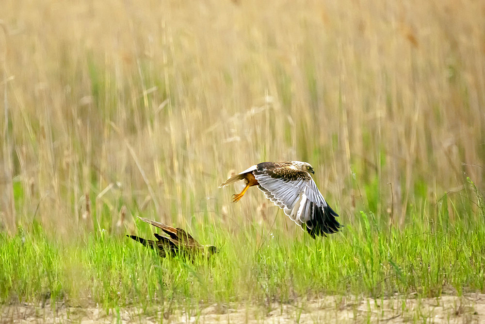 Marsh Harrier (Circus aeruginosus) couple on parade in a meadow in spring, Danube Delta, Romania