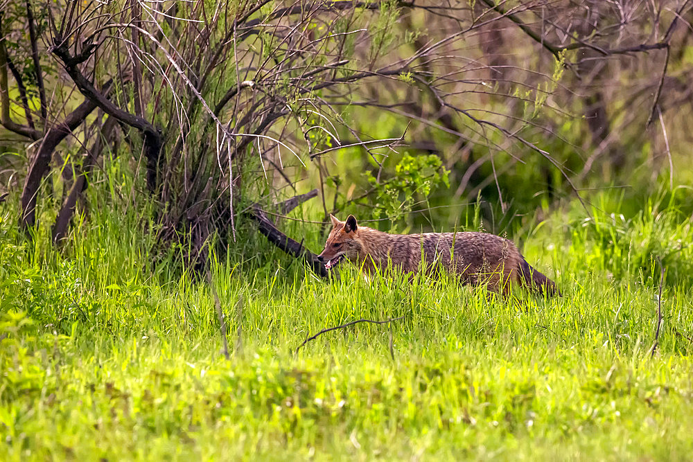 Golden Jackal (Canis aureus) walking in a meadow in spring, Danube Delta, Romania