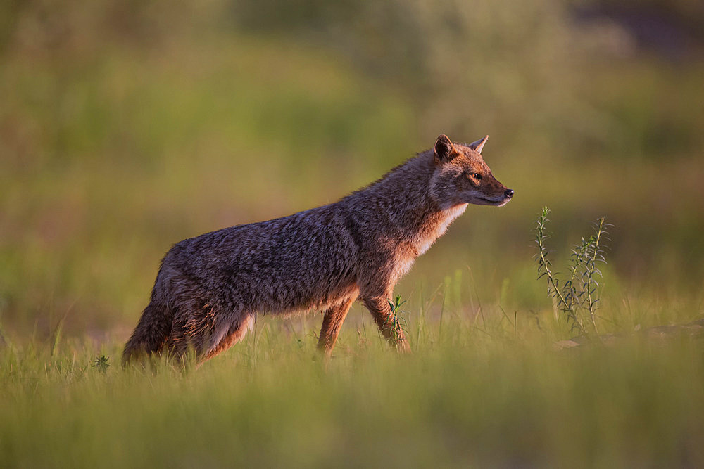 Golden Jackal (Canis aureus) lurking in a meadow in spring, Danube Delta, Romania