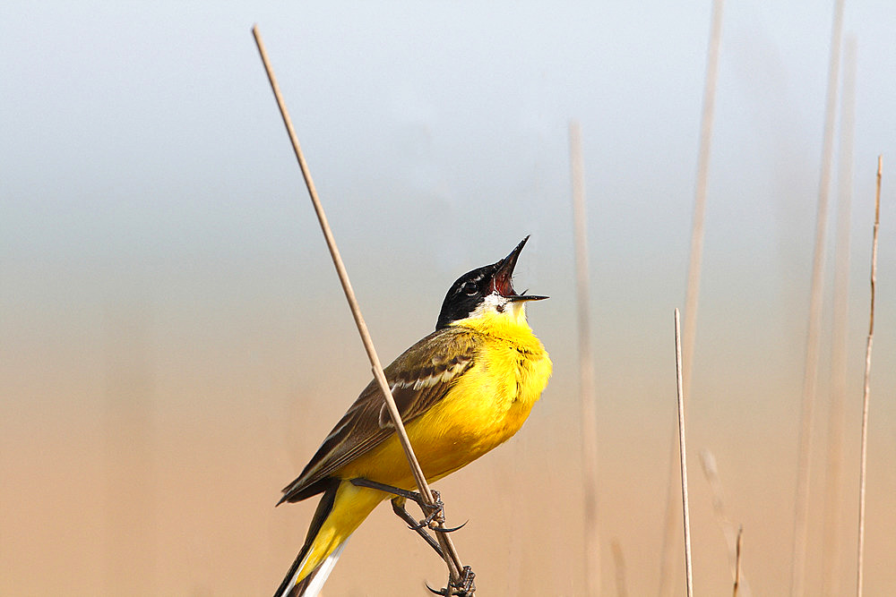 Western Yellow Wagtail (Motacilla flava dombrowskii) male singing defending his territory, May, Romania