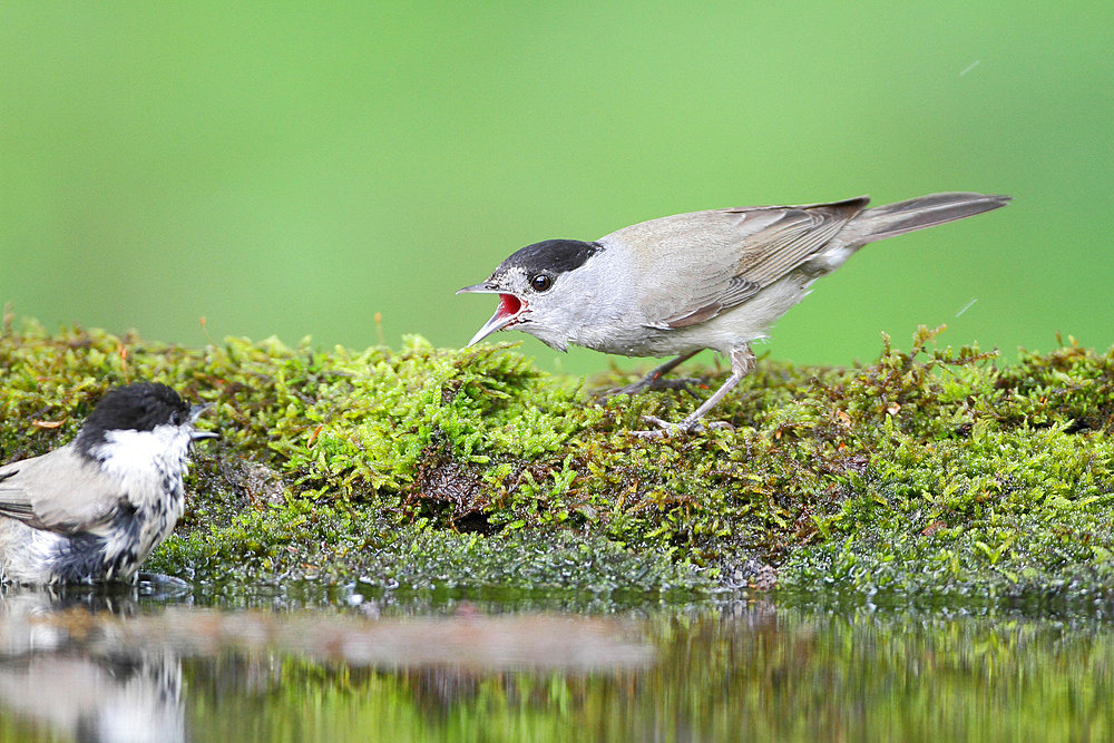 Blackcap (Sylvia atricapilla) adult male nuzzling a Marsh Tit (Poecile palustris) at the pond, June, France