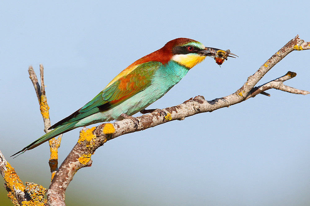 European Bee-eater (Merops apiaster) adult perched with a bumblebee in its beak, June, , South France