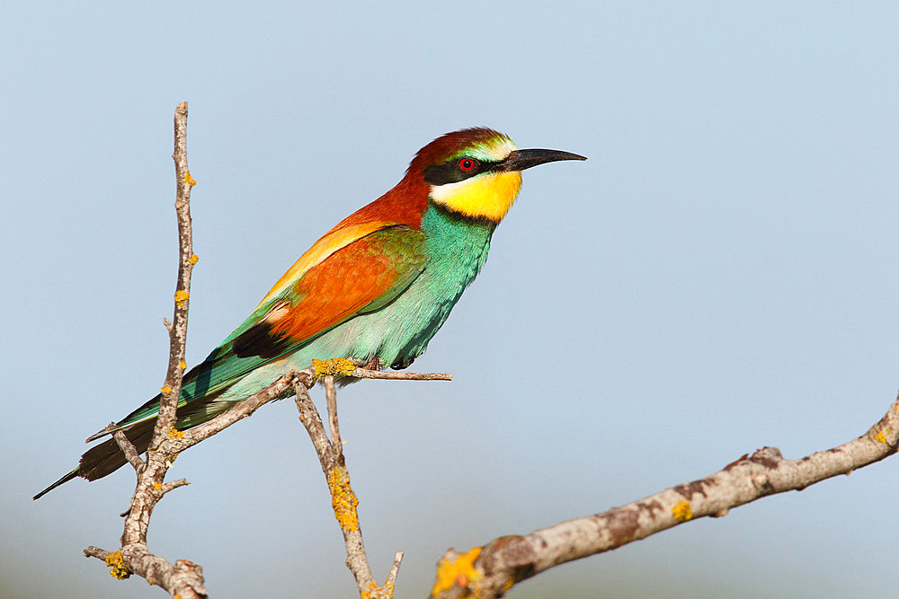 European Bee-eater (Merops apiaster) adult guarding its territory on a branch, May, South France