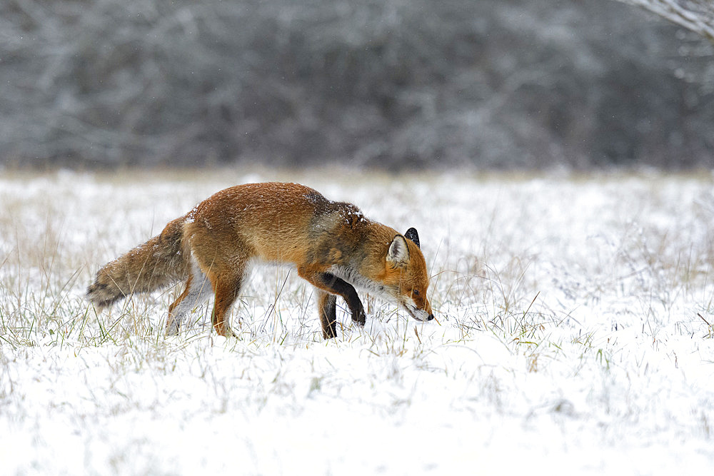 Red fox (Vulpes vulpes) in wintertime, Hesse, Germany, Europe