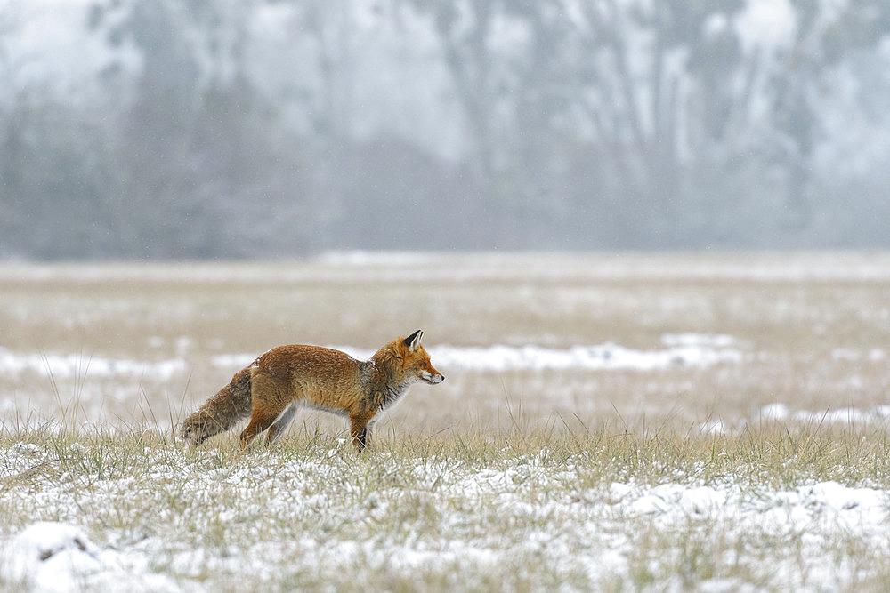 Red fox (Vulpes vulpes) in wintertime, Hesse, Germany, Europe
