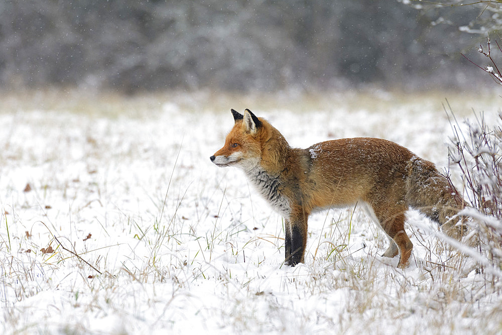 Red fox (Vulpes vulpes) in wintertime, Hesse, Germany, Europe