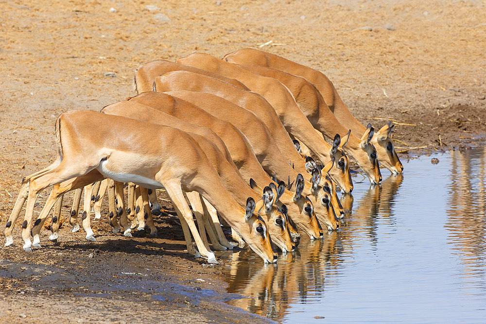 Black-faced impala (Aepyceros melampus petersi) drinking at the water hole, Etosha, Namibia