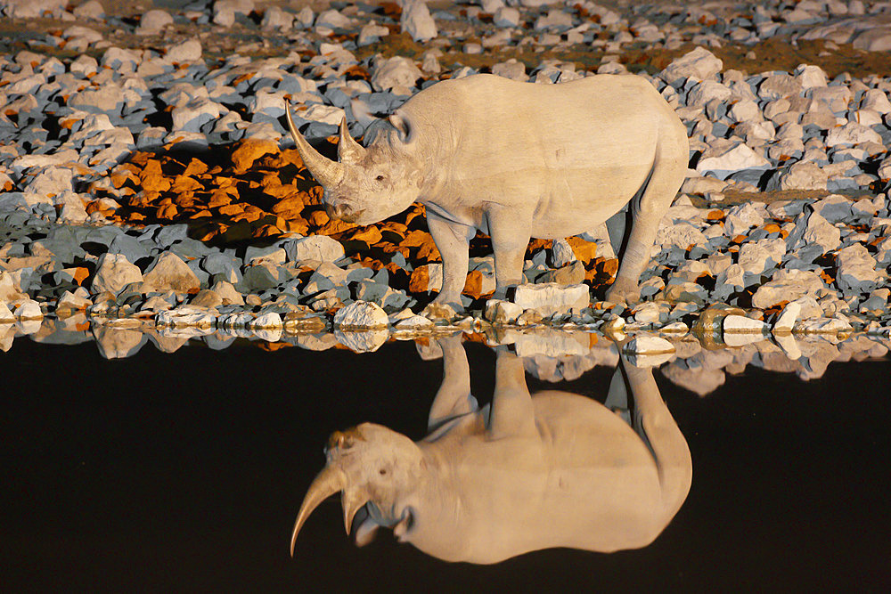 Black Rhino (Diceros bicornis) reflection, Etosha, Namibia