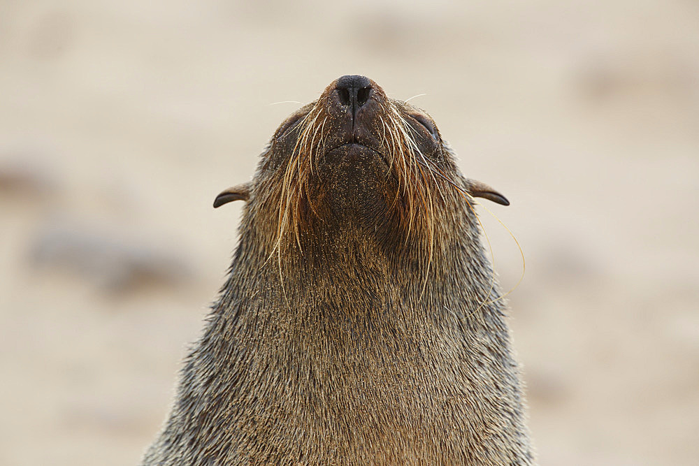 Cape fur seal (Arctocephalus pusillus), Cape Cross, Namibia