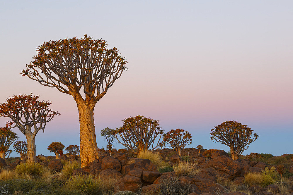 Kokerboom (Aloidendron dichotoma) forest, Keetmanshoop, Namibia Kokerboom forest, Namibia