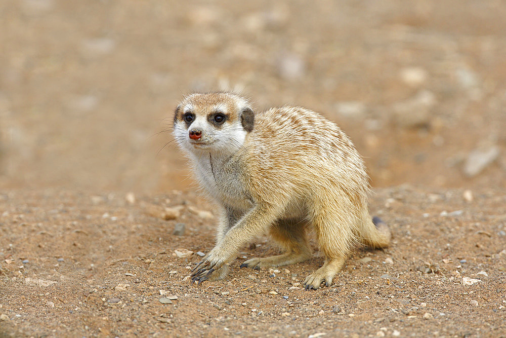 Meerkat (Suricata suricatta), Gariganus farm, Namibia