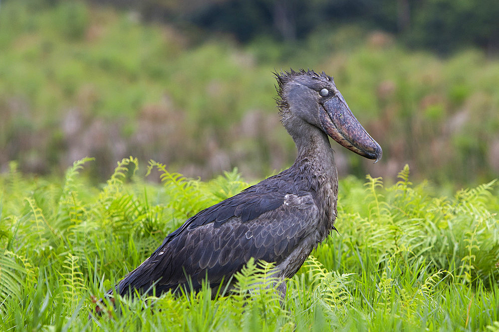 Shoebill (Balaeniceps rex) in a swamp, Mabamba bay, Lake Victoria, Uganda