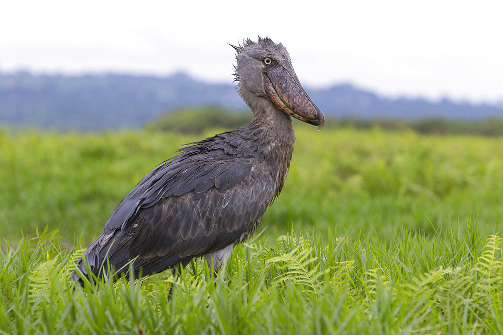 Shoebill (Balaeniceps rex) in a swamp, Mabamba bay, Lake Victoria, Uganda