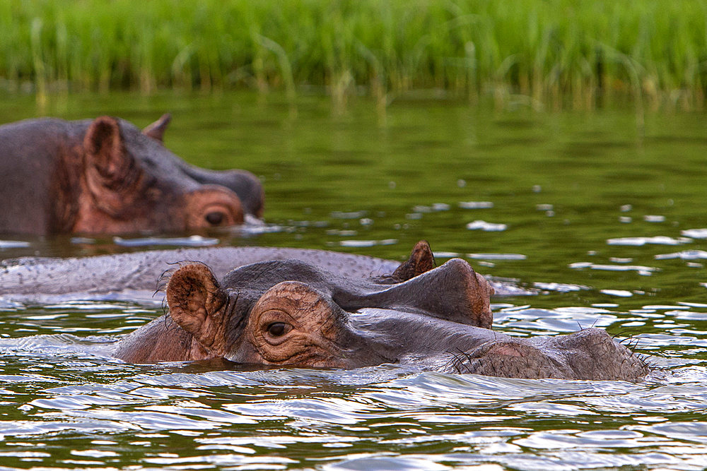 Hippopotamus (Hippopotamus amphibius) in water,Queen Elizabeth National Park, Uganda