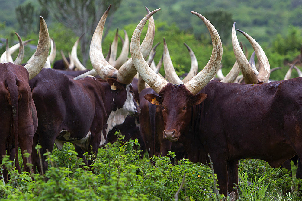 Ankole Cows, Sacred Cow of Africa, Kingdom of Ankole, Uganda