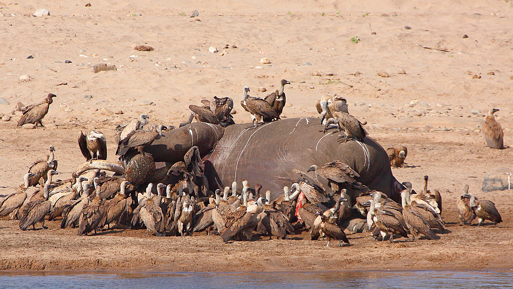 African Elephant (Loxodonta africana) died naturally on the banks of a river and attacked by vultures, Kruger NP, South Africa