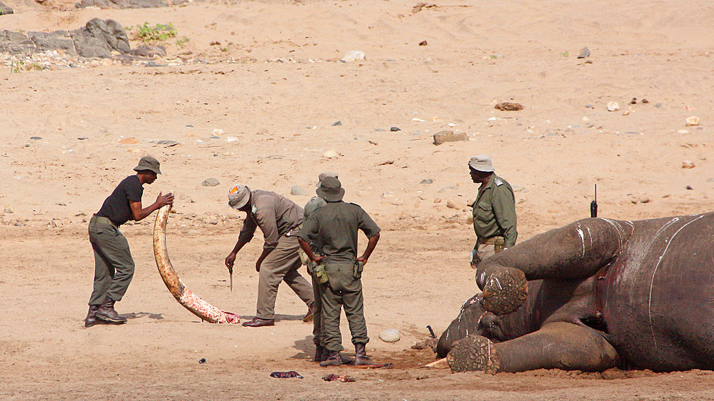 Rangers of the Kruger National Park just extracted a tusk to the root for two hours from the body of a naturally dead elephant (Loxodonta africana) in order to fight against poaching, Kruger NP, South Africa