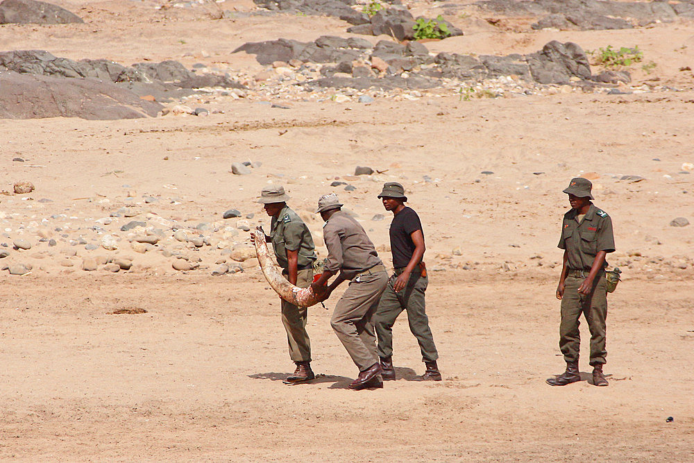 Kruger National Park rangers carrying a tusk that has just been extracted to the root of the body of a naturally dead elephant (Loxodonta africana) in order to fight against poaching, Kruger NP, South Africa