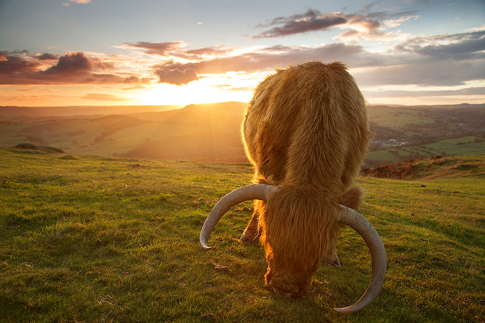 Highland Cattle (Bos taurus). A Highland Cattle grazes at sunset in the Peak District National Park, UK.