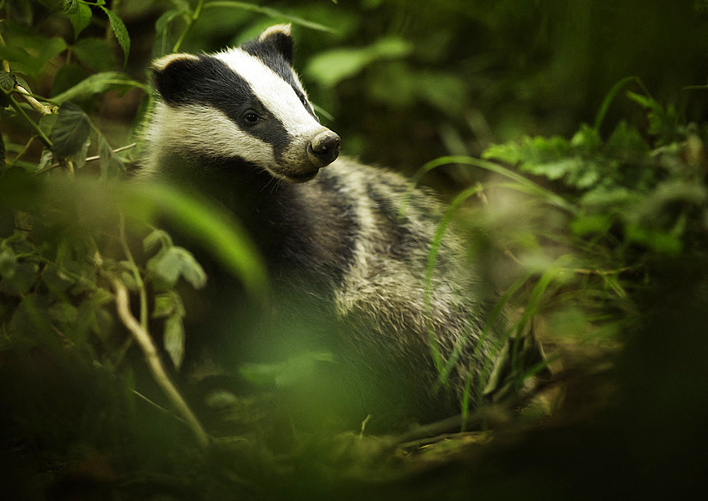 Eurasian Badger (Meles meles). A Eurasian Badger in the Peak District National Park, UK.