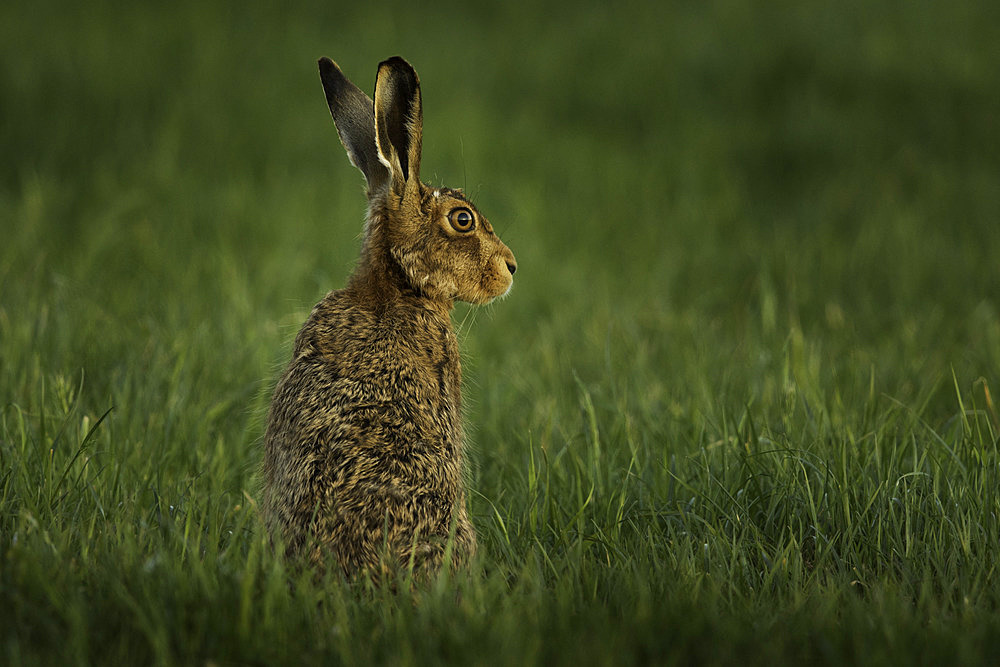 Brown Hare (Lepus europaeus). A Brown Hare peeps up in the Peak District National Park, UK.