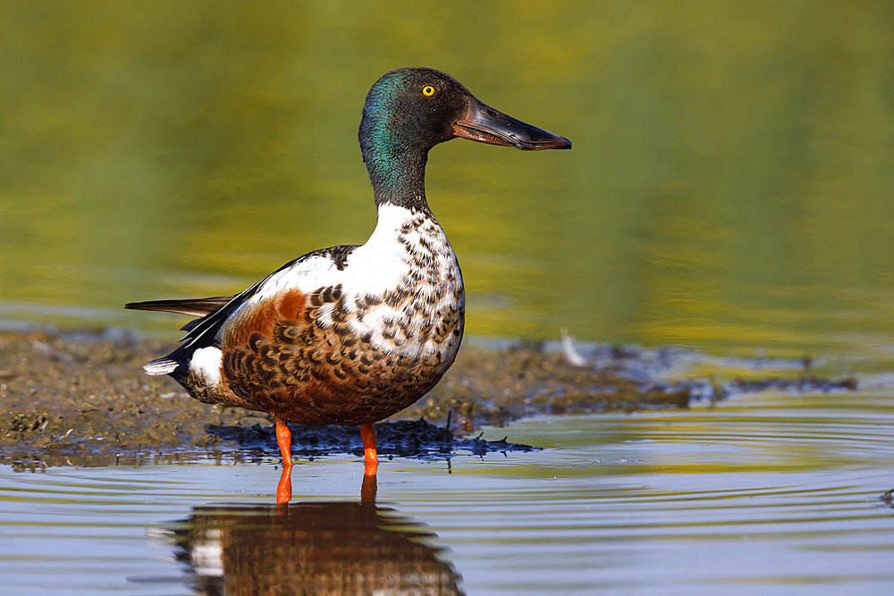 Northern shoveler (Spatula clypeata), Italy, May 2018