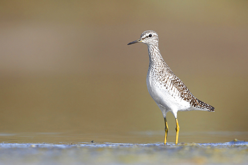 Wood sandpiper, Circeo National Park, Italy, April 2016