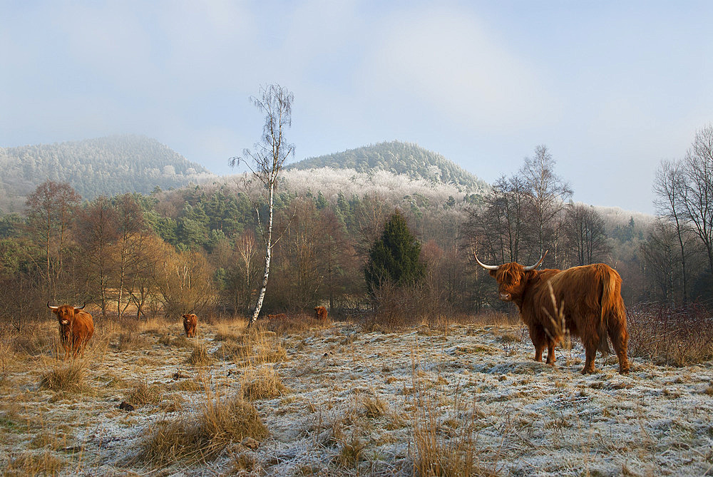 Cows (Highland-cattle) in winter, Parc naturel regional des Vosges du Nord, France