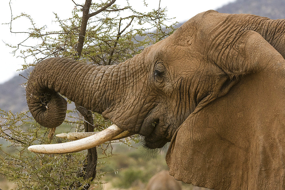 African elephant (Loxodonta africana) eating, Kalama conservancy, Samburu, Kenya.