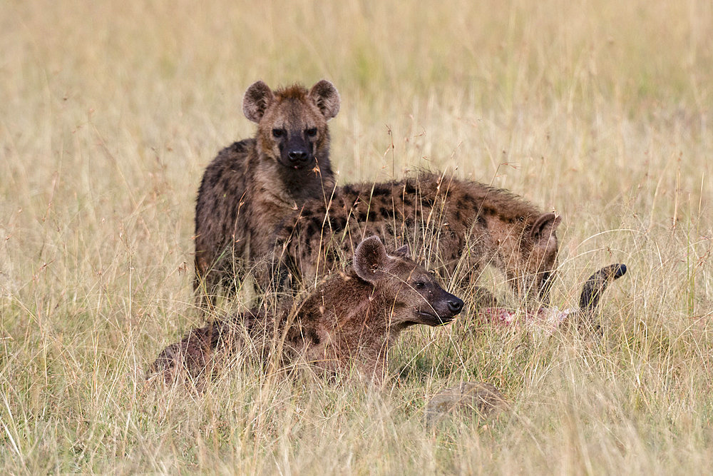 Spotted hyena (Crocuta crocuta), Masai Mara National Reserve, Kenya.