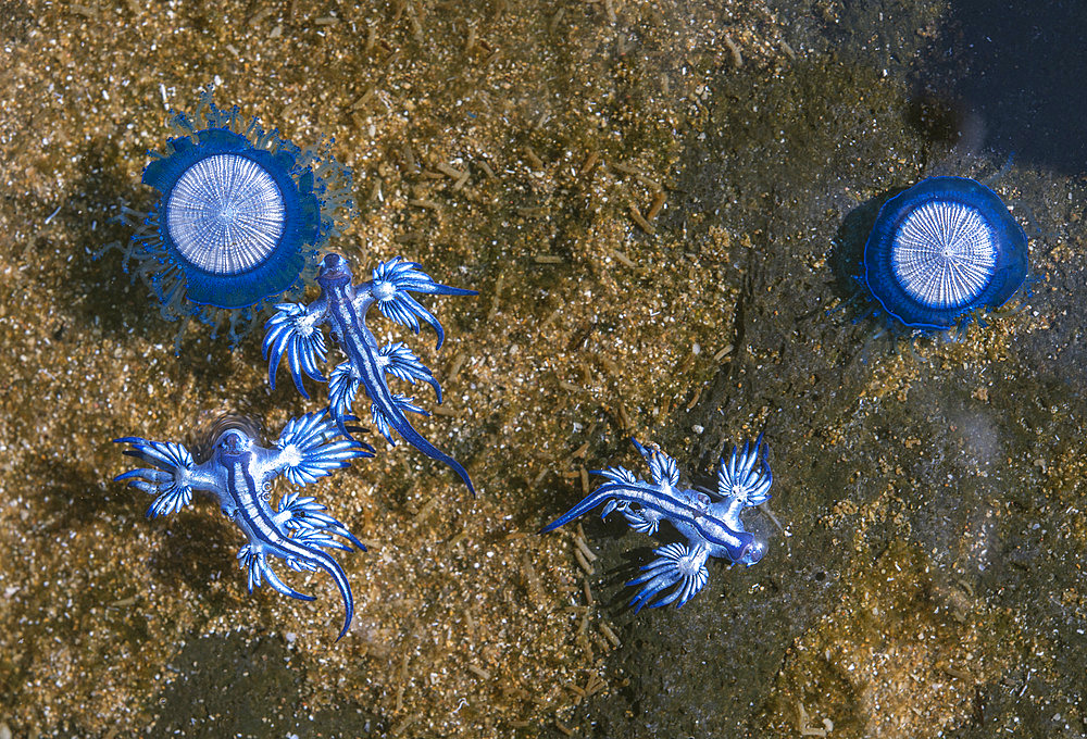 BLUE DRAGON (Glaucus atlanticus). A small peacic slug that measures only about 2 cm and is generally associated with the Portuguese frigatebird (Physalia physalis) or the blue button (Porpita porpita) on which it feeds. They can also appear in intertidal pools. Marine invertebrates of the Canary Islands, Tenerife.