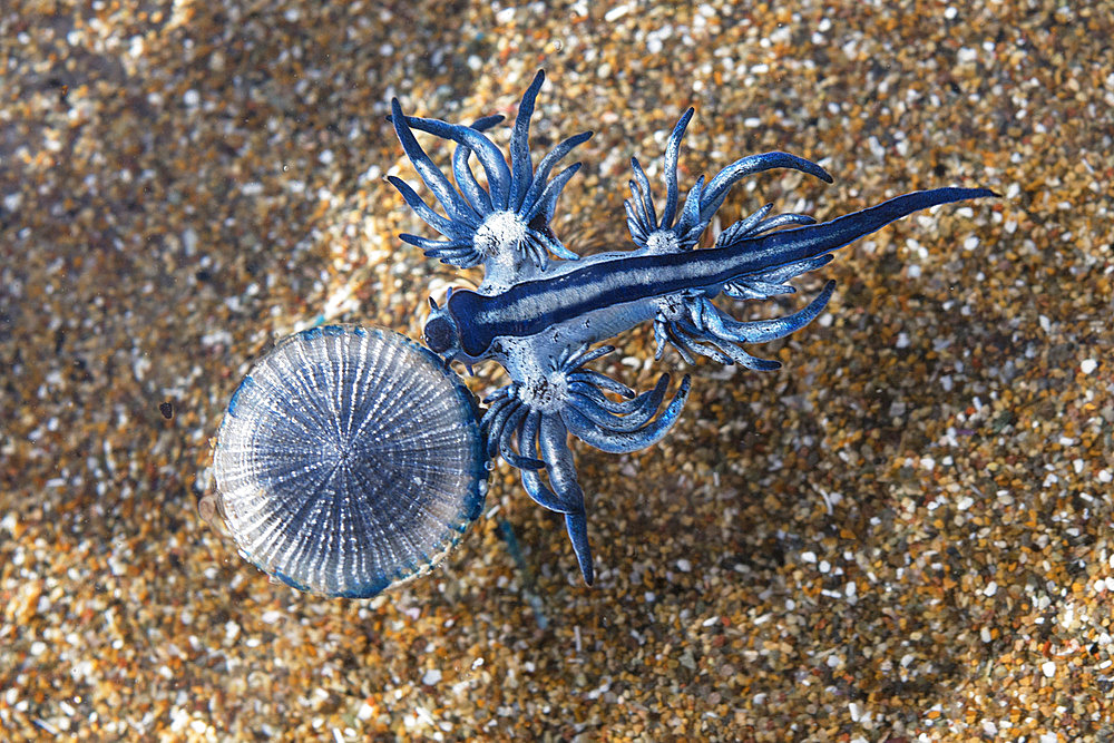 BLUE DRAGON (Glaucus atlanticus). Small slug that measures only about 2 cm and is generally associated with the Portuguese man of war (Physalia physalis), although it also usually appears in intertidal pools. Marine invertebrates of the Canary Islands, Tenerife.