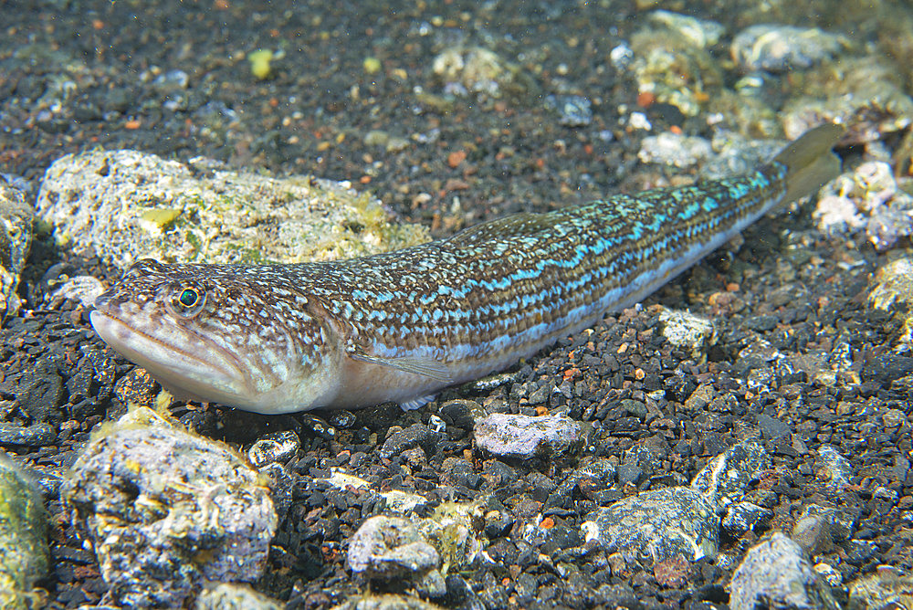 Atlantic Lizardfish (Synodus saurus).Fish of the Canary Islands, Tenerife.