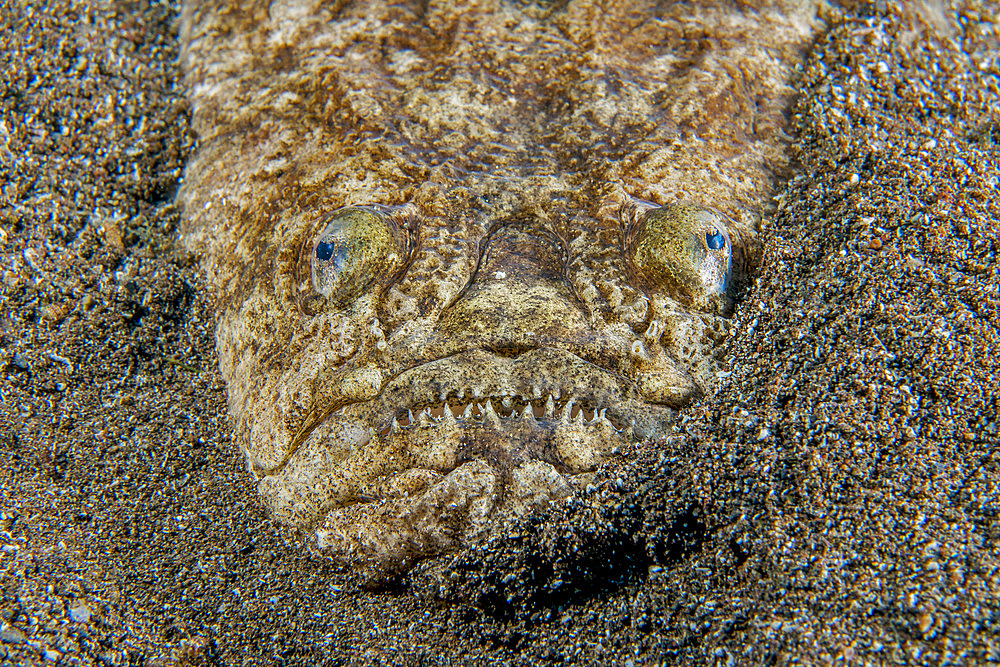 Atlantic stargazer(Uranoscopus scaber). He lives buried in the sand, with only his two eyes and his mouth sticking out of the bottom. Fish of the Canary Islands, Tenerife.