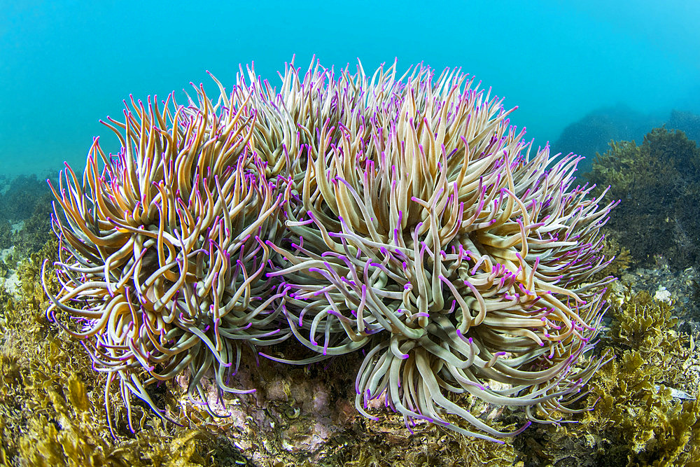 Snakelocks Anemone Opelet (Anemonia viridis) in the port of Cap d'Agde, Herault, Occitania, France.