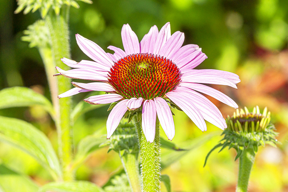 Echinacea purpurea 'Magnus'