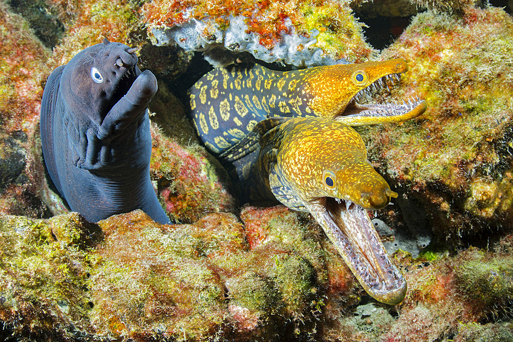 Canary fish. BLACK MORAY (Muraena augusti) and TIGER MORAY (Enchelycore anatina), Tenerife, Canary Islands.