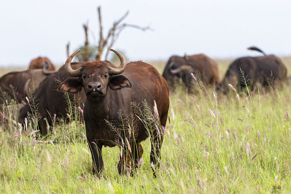 African buffalo (Syncerus caffer), Tsavo, Kenya.