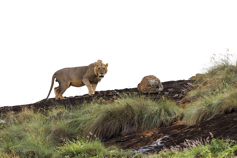 A short mane male lion (Panthera leo), on a kopje known as Lion Rock in Lualenyi reserve, Tsavo, Kenya.