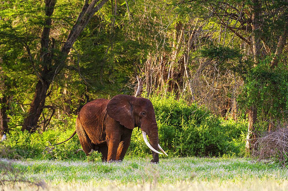 An African elephant (Loxodonta africana), walking in a forest, Tsavo, Kenya.