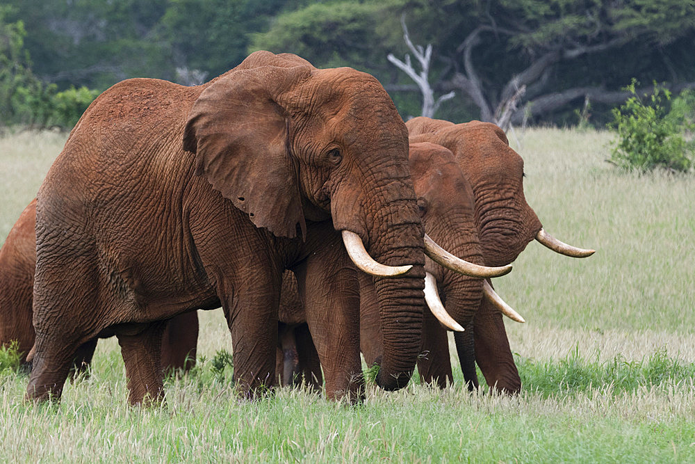 African elephants (Loxodonta africana), Tsavo, Kenya.