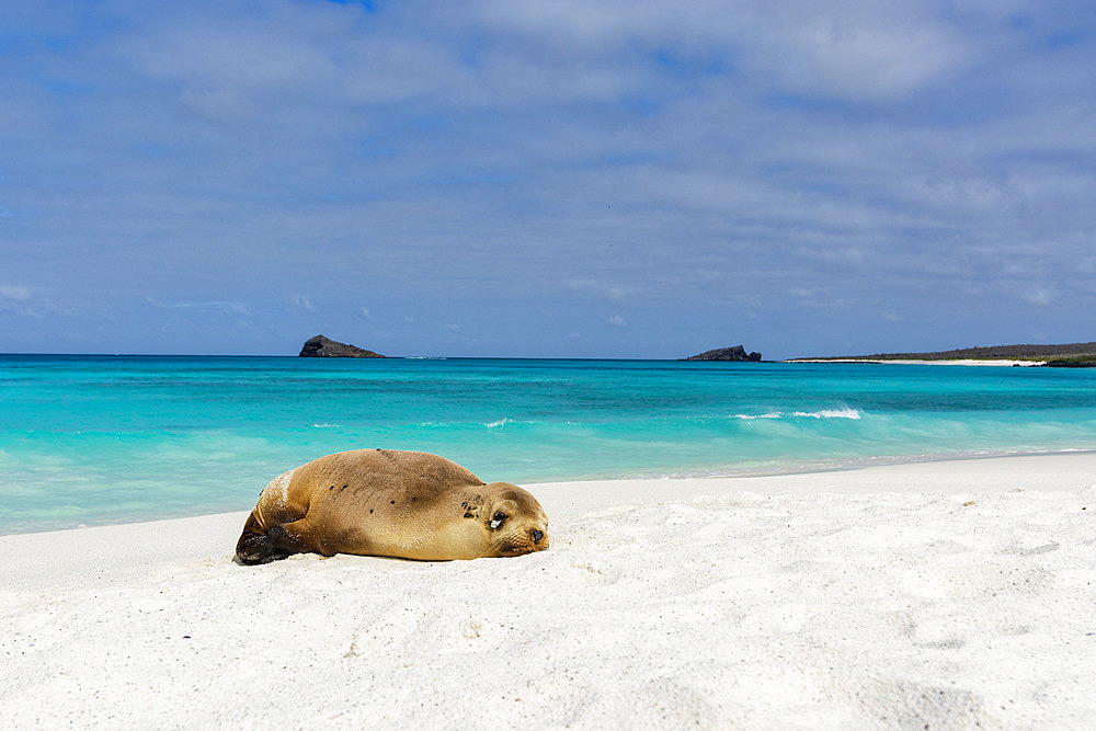 A juvenile Galapagos sea lion, Zalophus californianus wollebaeki, resting on a sandy beach, Espanola Island, Galapagos islands, Ecuador.