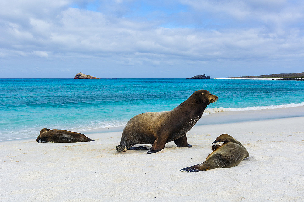 Galapagos Sea Lions (Zalophus californianus wollebaeki), Gardner Bay, Espanola Island, Galapagos islands, Ecuador.