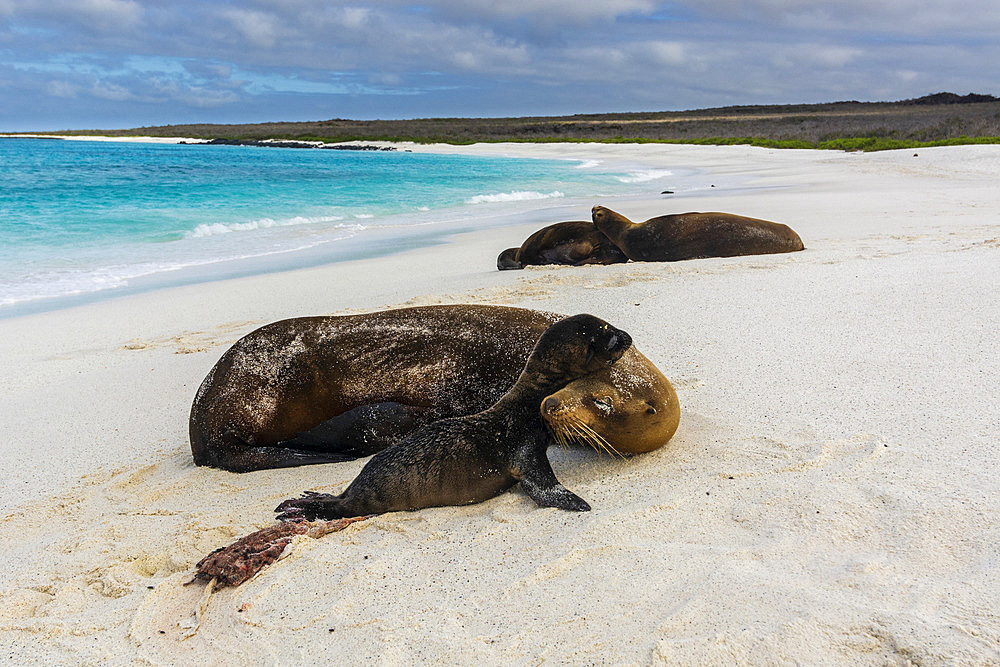 A Galapagos sea lion, Zalophus californianus wollebaeki, on a sandy beach, with its newborn, Espanola Island, Galapagos islands, Ecuador.