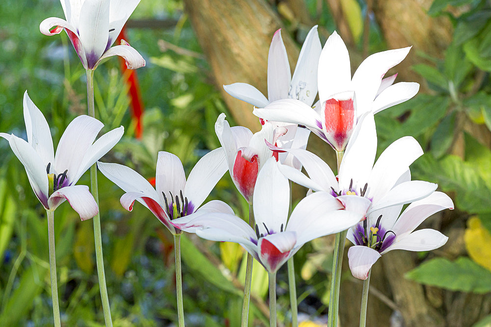 Tulipa clusiana 'Peppermint Stick'