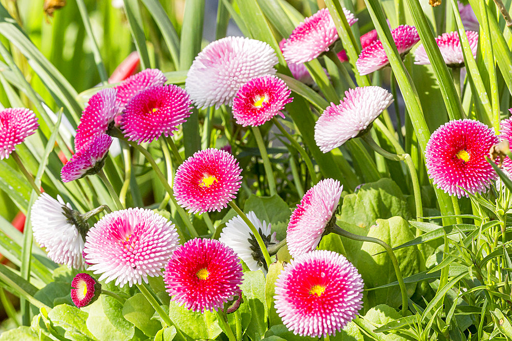 Bellis perennis 'Super Pompon Rose'