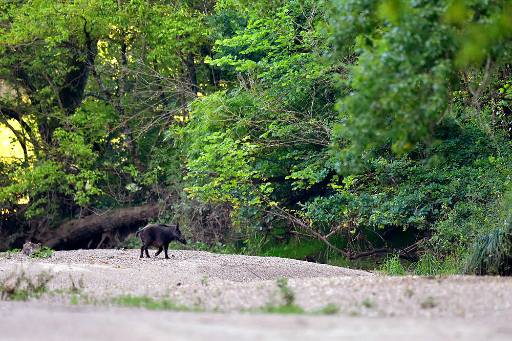 Eurasian wild boar (Sus scrofa) crossing a dry arm of the Loire River, Loire Valley, France