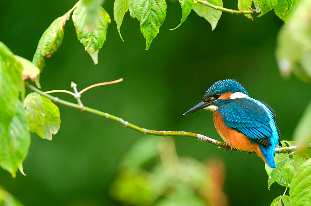 European Kingfisher (Alcedo Atthis) on the look-out on the banks of the Loire River, Loire Valley, France